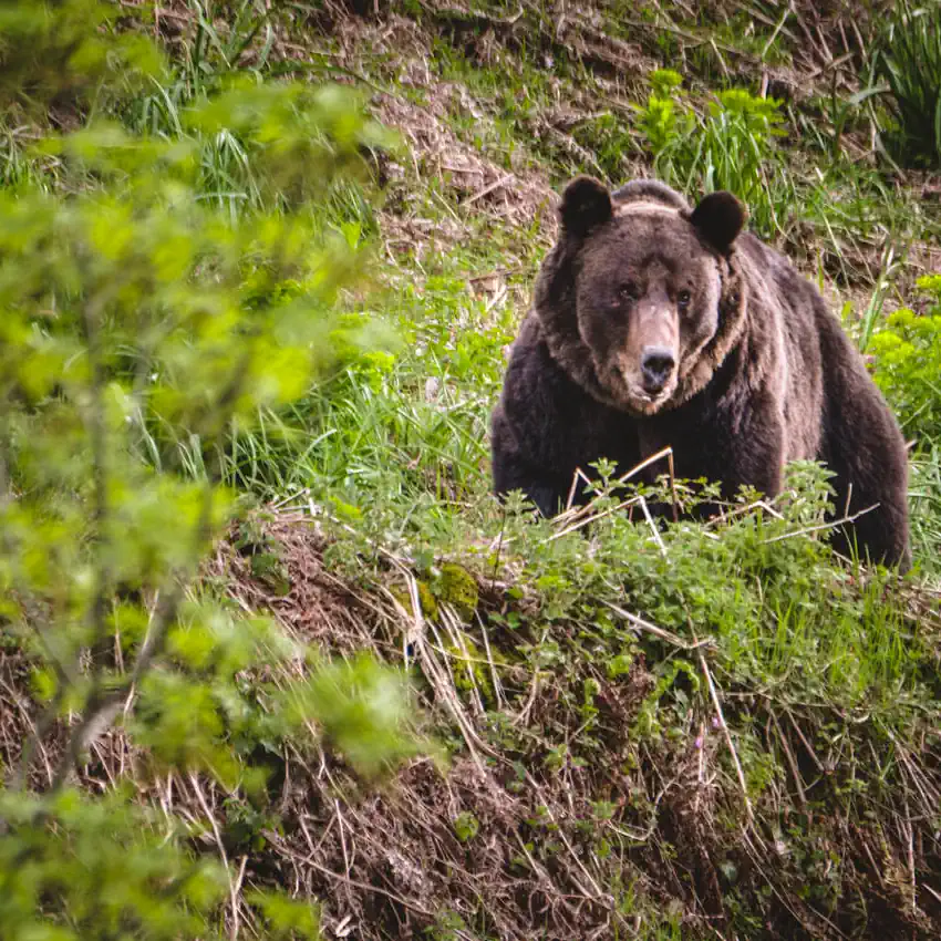 Ruta Guiada Avistamiento de Oso Pardo